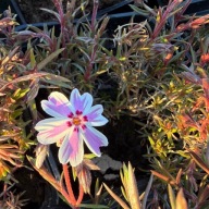 Floks szydlasty wiosenny płożący phlox subulata "Candy Stripes"