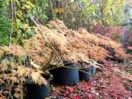 Klon palmowy pagodowy dissectum szczepiony okaz 11 letni inny