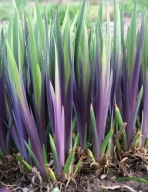 IRYS GERAL DARBY fioletowe liście wiosną SPEKTAKULARNY też do płytkiej wody