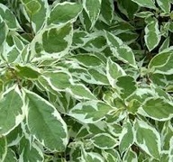 DEREŃ BIAŁY sadzonki DOSKONAŁY NA SZPALERY 10 SZT