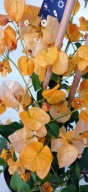 Bugenwilla sanderiana 1