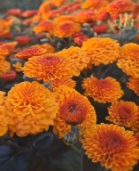 Chryzantema zimująca'' Grejs niska dalia róża trawa irys