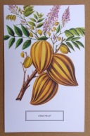 POCZTÓWKA - KARAMBOLA - piękna grafika Ogród Botaniczny Nowy Jork