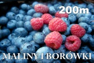 BANER SPRZEDAŻ BORÓWKI BORÓWKA MALINY 2x1 A5