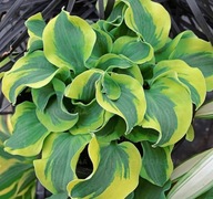Funkia "SCHOOL MOUSE" Hosta sadzonka