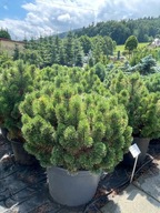 Sosna kosodrzewina Winter Gold 80-100cm