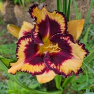 Liliowiec Open My Eyes