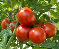 Betalux Sadzonki Pomidorów