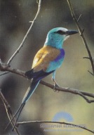 GAMBIA - KRASKA ABISYŃSKA - PTAK