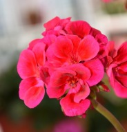 Pelargonia INTERSPECIFIC LTD Mojo Cranberry Splash