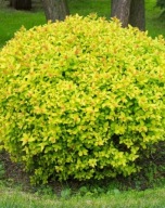 Tawuła japońska Golden Princess (spirea japonica) C5 30/40cm