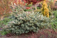 NIEZWYKŁA Jodła koreańska 'Blue Magic' Abies koreana