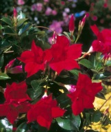 dipladenia sundaville mandevilla Red doniczka 12 cm