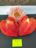 Pomidor Heart of Compasion malinowe serce z USA nasiona kolekcjonerskie