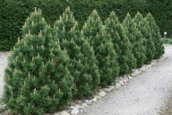 IDEALNA NA SZPALERY I NISKIE ŻYWOPŁOTY Sosna górska 'Alpenzwerg' Pinus mugo