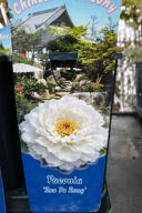 PIWONIA DRZEWIASTA PIĘKNO W TWOIM OGRODZIE DUŻE SADZONKI 2L