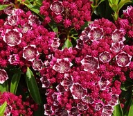 Kalmia szerokolistna 'Kaleidoscope' | ORYGINALNE NIESPOTYKANE KWIATY