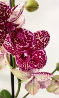 PHALENOPSIS storczyk wild cat 15