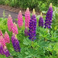 Łubin Trwały – mix. kolory - 150 nasion