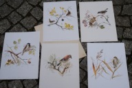 MADS STAGE 5x FUGLESTUDIER DENMARK VINTAGE PRINT STUDIA PTAKÓW ANTYK UNIKAT