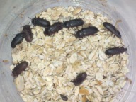 Żywy Mącznik młynarek - Badane Bezpieczne Zdrowe