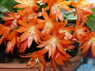 RHIPSALIDOPSIS POMARAŃCZOWO ŁOSOSIOWY #### EPIPHYLLUM SZCZEPKA BEZ KORZENIA