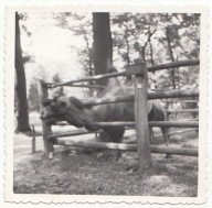 ZOO KRAKÓW OGRÓD ZOOLOGICZNY WIELBŁĄD DWUGARBNY LATA 50-TE