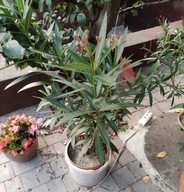 Oleander różowy w donicy duży ładny