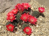 Kaktus ,Rebutia, Mediolobivia haefneriana WR 515
