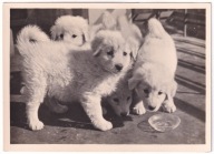 Pies Psy Owczarek Podhalański szczeniaki Zakopane 1943r. Duży format c152