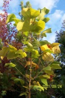 Tulipanowiec szerokolistny szczepiony karłowy inny