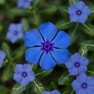 Barwinek pospolity niebieski z korzeniem.