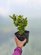 Trzmielina japońska 'Aureomarginatus'