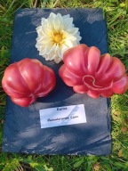 Pomidor Kuma malinowa sakiewka z Ukrainy nasiona kolekcjonerskie