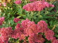 Rozchodnik okazały Brillant 10 sztuk plus gratis