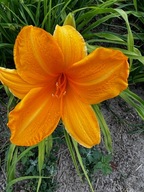 Liliowiec Pomarańczowy długo kwitnący