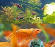 Pstrokate gupiki 5x + krewetki pomarańczowe 5x zestaw życia do akwarium