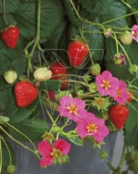 Truskawka zwisająca Fragoo Hot Pink Frisan