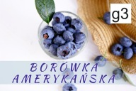 BANER SPRZEDAŻ BORÓWKI BORÓWKA 100x50 1