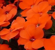 Niecierpek SŁONECZNY Sunpatiens Compact Electric Orange