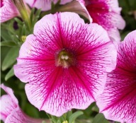 Petunia Capella Fuchsia Lace