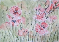 Akwarela Obraz Kwiaty Maki