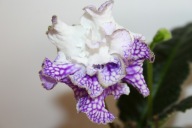 Skrętnik - DS - Posejdon - sadzonka