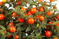 Ashwagandha nasiona 50szt ***