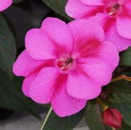 Niecierpek Sunpatiens Compact Purple Candy