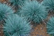 Kostrzewa "Elijah Blue" niebieska trawa