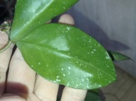 Hoya Hoja MOYOG SABAH EPC 958 cięta