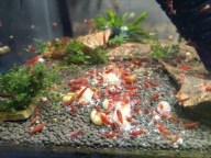 Krewetki Red Devil Oe odpadowe 20 sztuk.