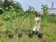 Platan klonolistny 190-200cm