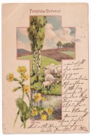 Owce łąki kwiaty 1902r. Litografia 865k